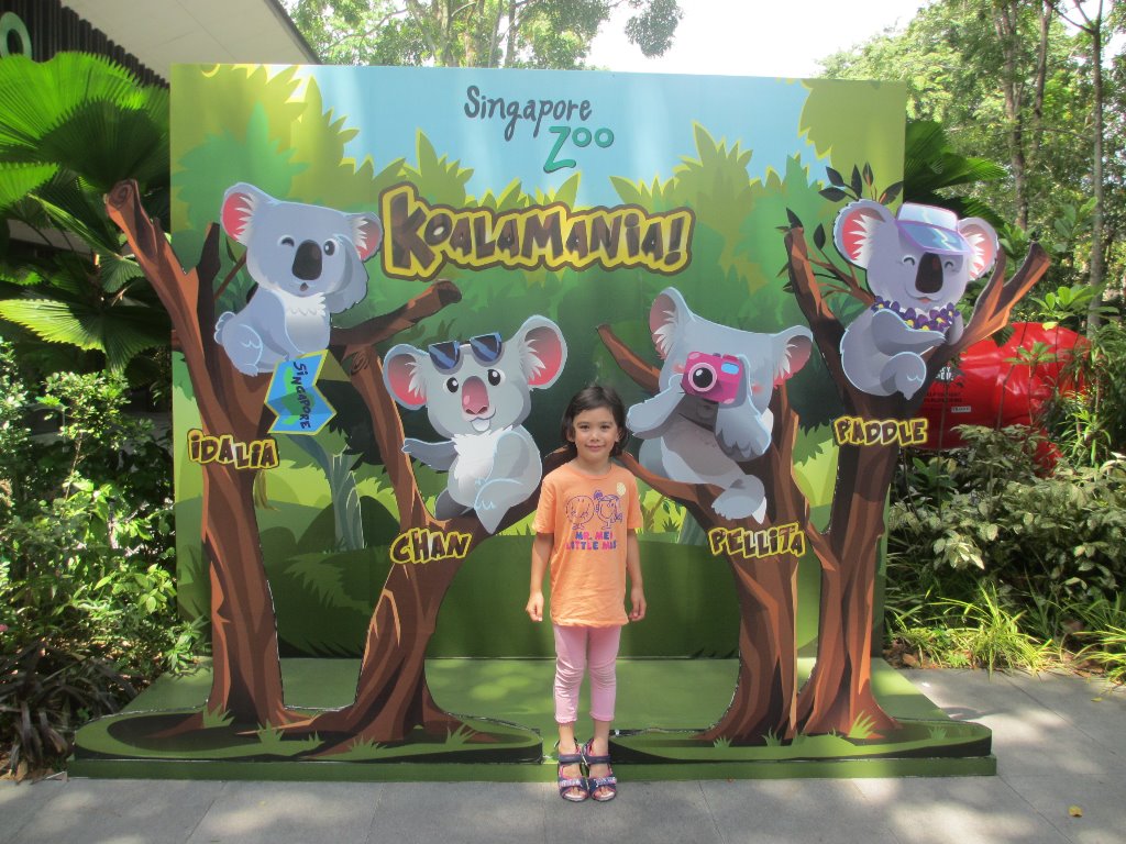 At the Singapore Zoo - theres a special exhibit of koalas from Down Under